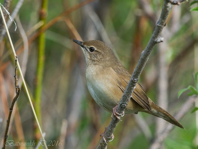 Chinese Bush Warbler - ML377628921