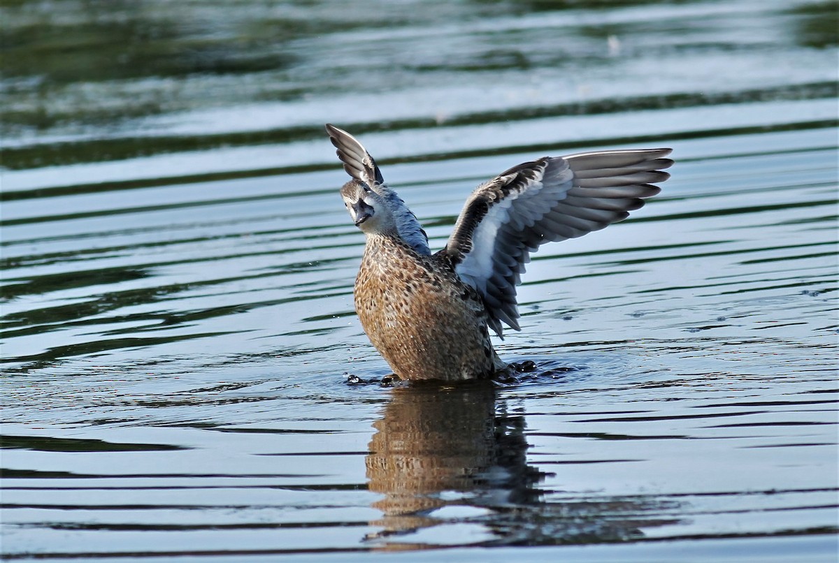 Blue-winged Teal - ML377628991