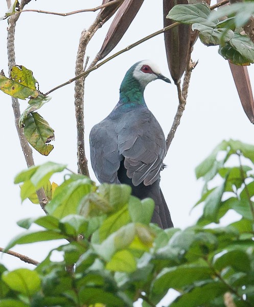 White-faced Cuckoo-Dove - Simon van der Meulen