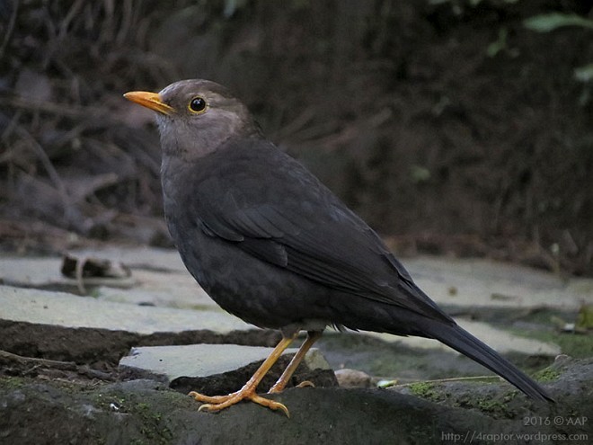 Südseedrossel (whiteheadi/stresemanni) - ML377629341