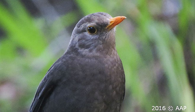 Südseedrossel (whiteheadi/stresemanni) - ML377629611