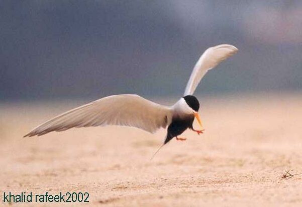 Black-bellied Tern - ML377629811