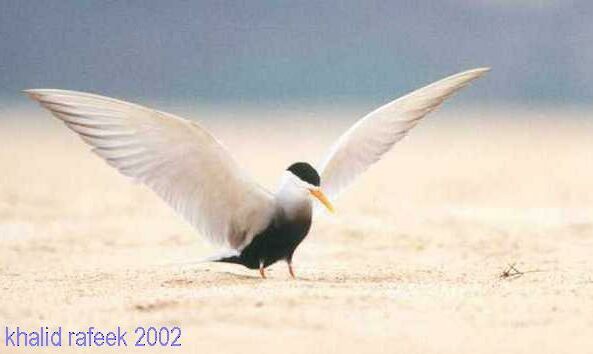 Black-bellied Tern - ML377629821