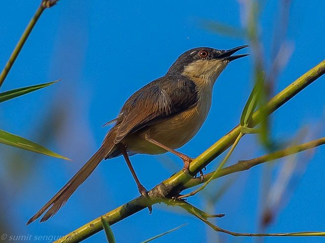 Ashy Prinia - ML377630471