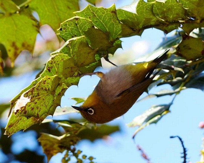 Indian White-eye - ML377631361