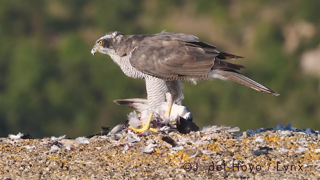 Eurasian Goshawk - ML377632481