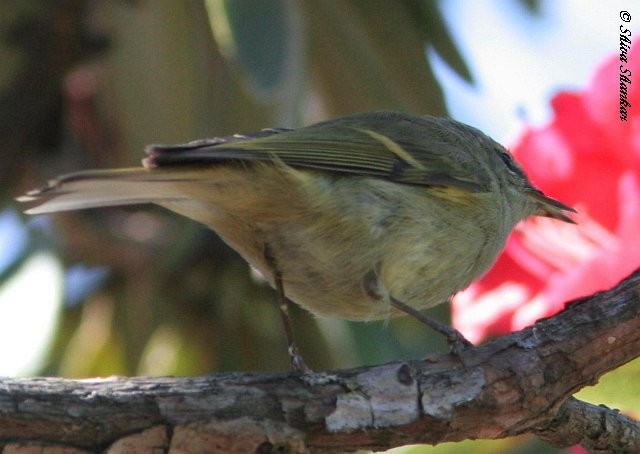 Buff-barred Warbler - ML377632761