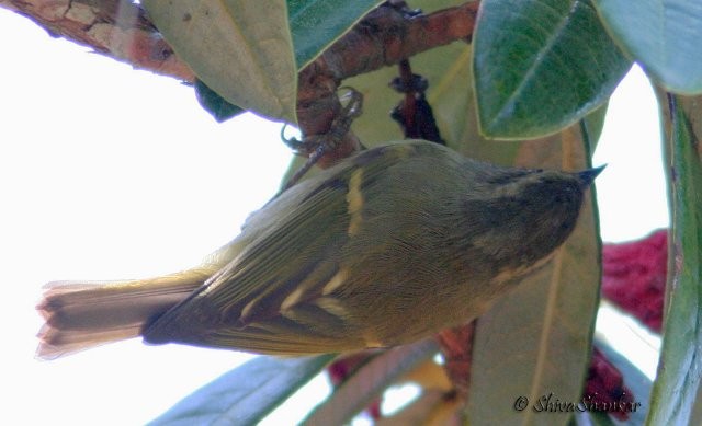 Buff-barred Warbler - ML377632771