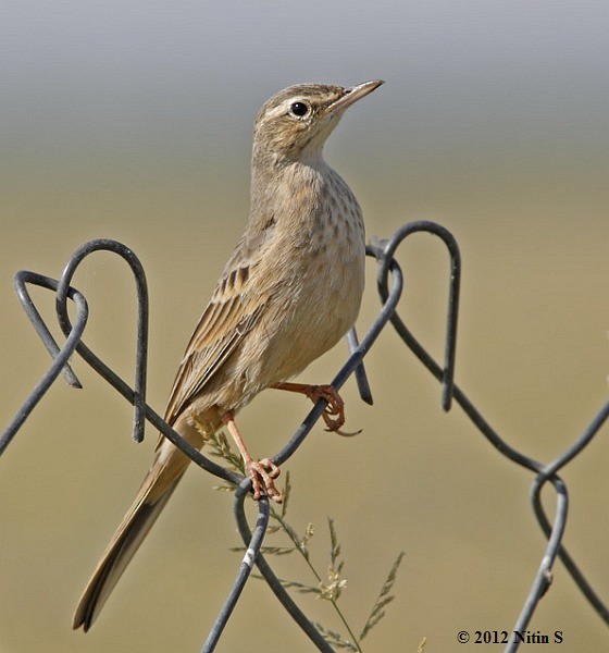 Long-billed Pipit (Persian) - ML377632831