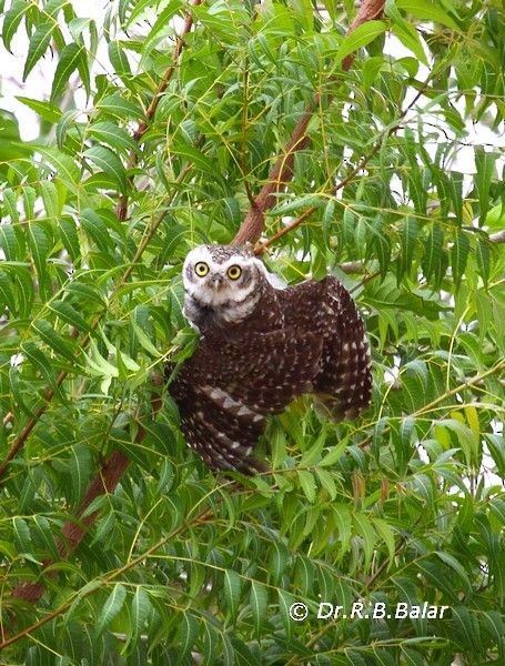 Spotted Owlet - ML377634331