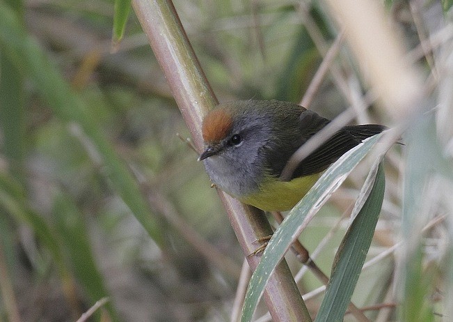 Broad-billed Warbler - ML377635291