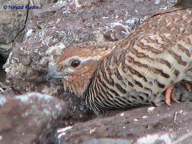 Rock Bush-Quail - Ninad Raote