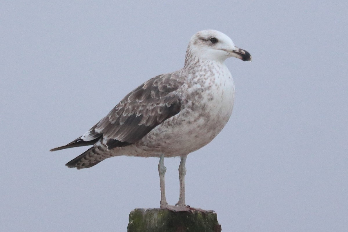 Kelp Gull - Paúl Gonzáles Arce