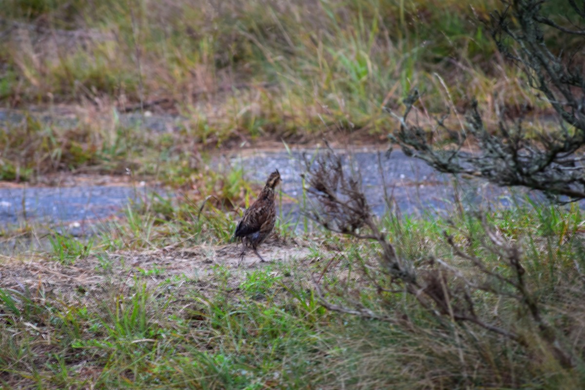 Northern Bobwhite (Eastern) - ML377638771