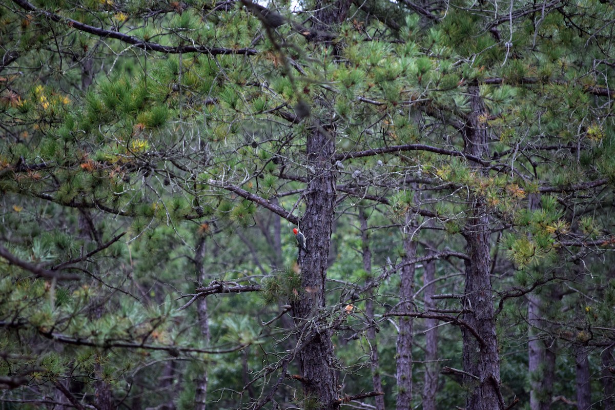 Red-bellied Woodpecker - ML377638831