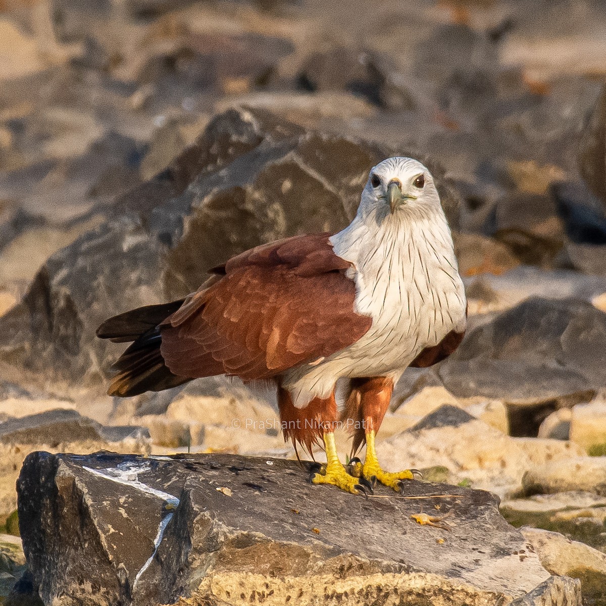 Brahminy Kite - ML377639051