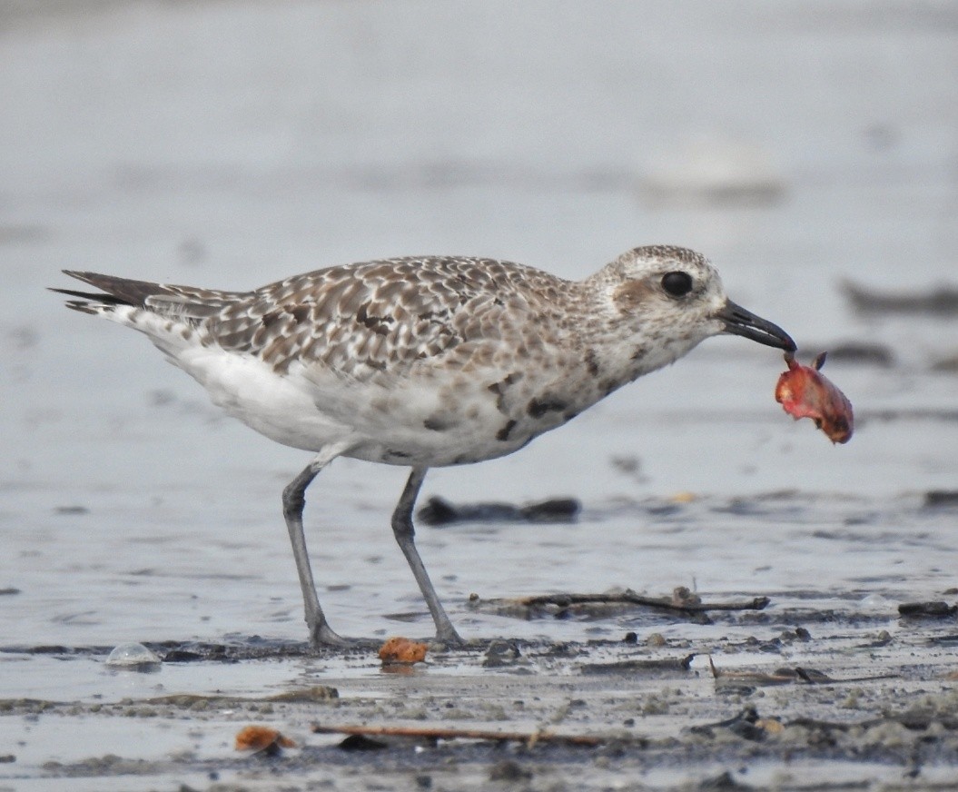 Black-bellied Plover - ML377639281