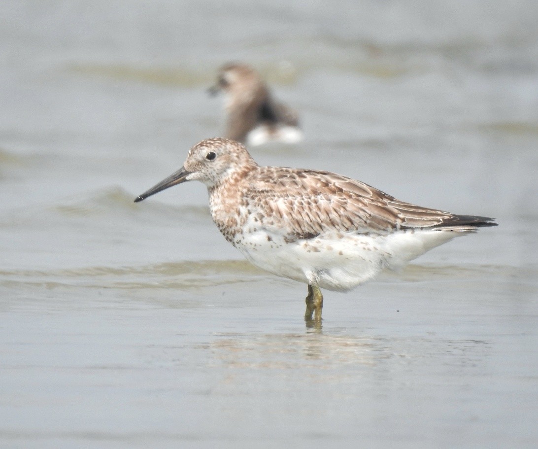 Great Knot - ML377639461
