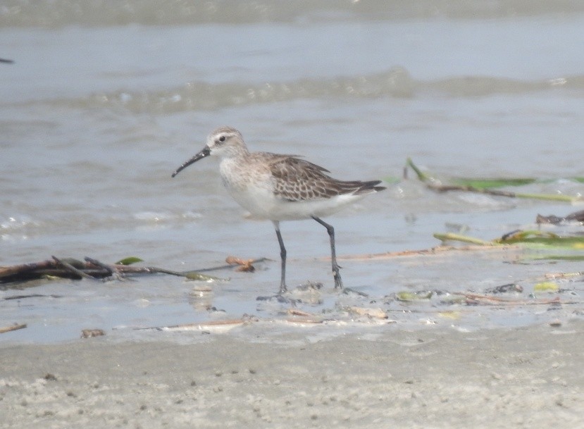 Curlew Sandpiper - ML377639501