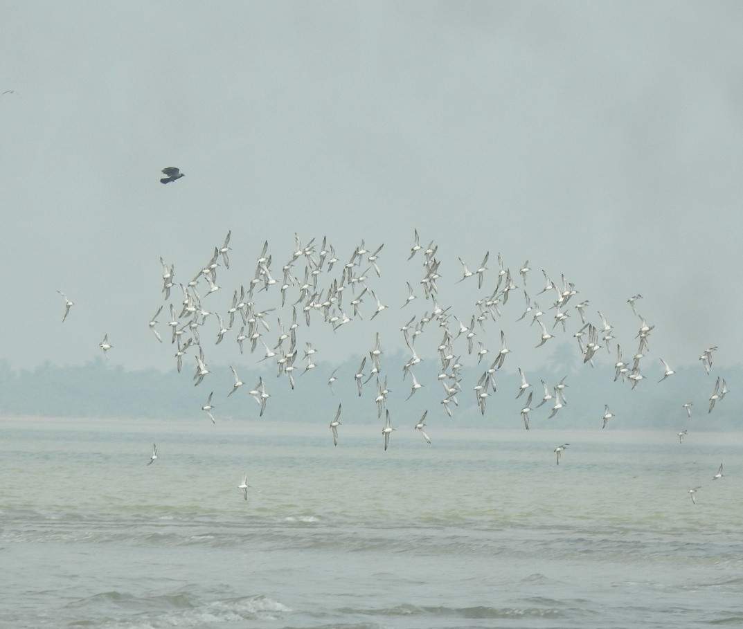 Small Pratincole - ML377639591