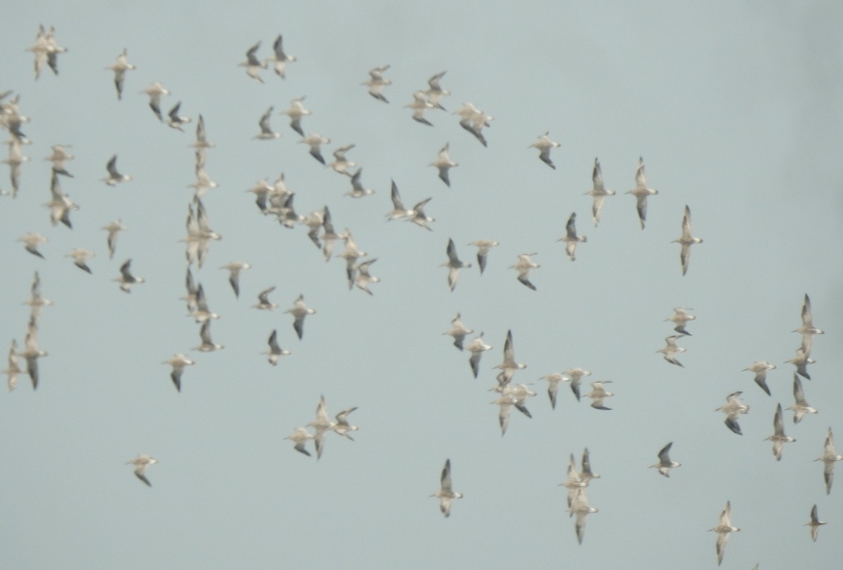 Small Pratincole - ML377639611