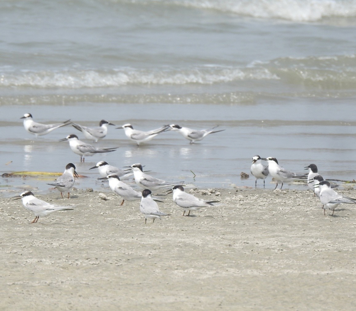 Little Tern - ML377639681