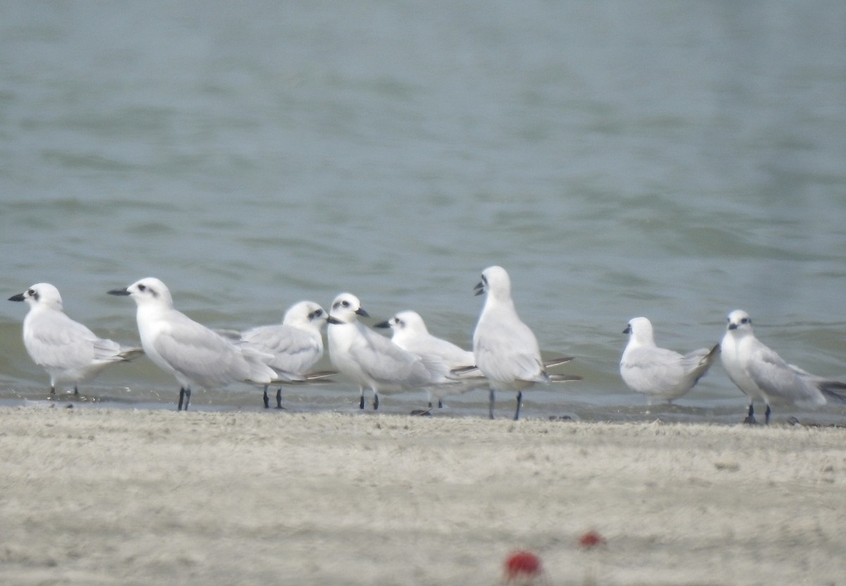 Gull-billed Tern - ML377639721