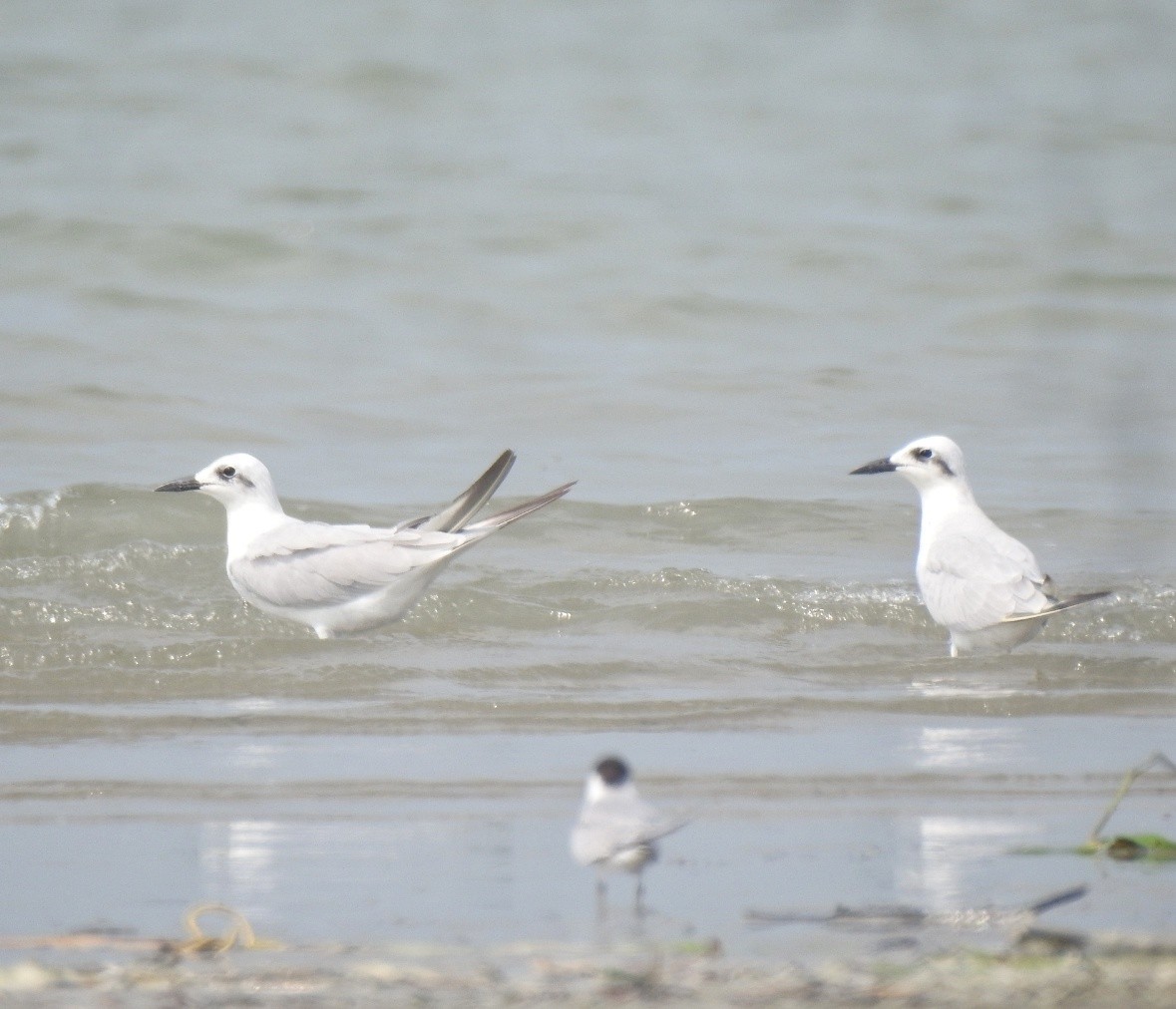 Gull-billed Tern - ML377639731