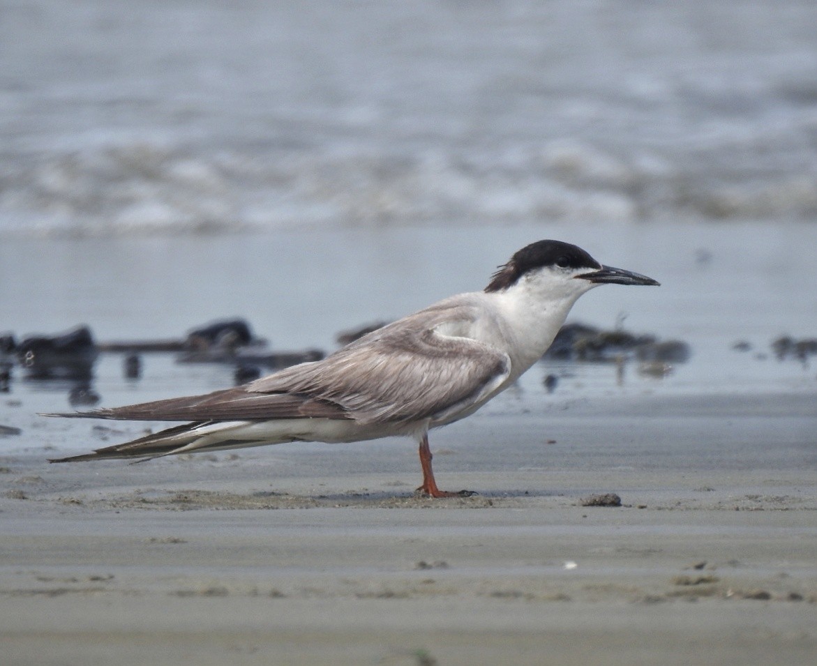 Common Tern - ML377639781