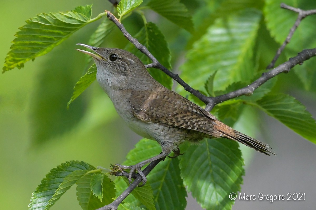 Troglodyte familier - ML377641111