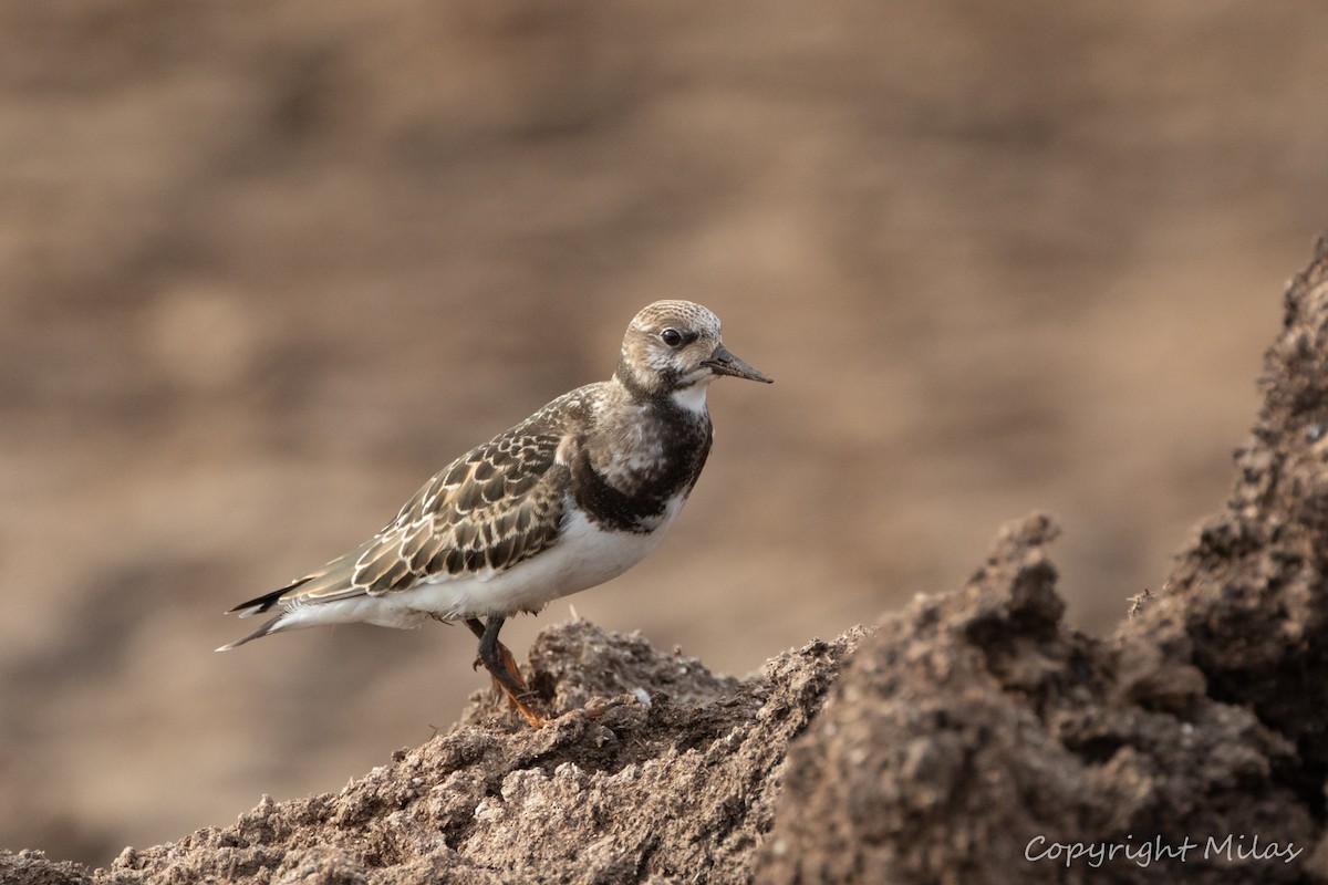 Ruddy Turnstone - ML377641251