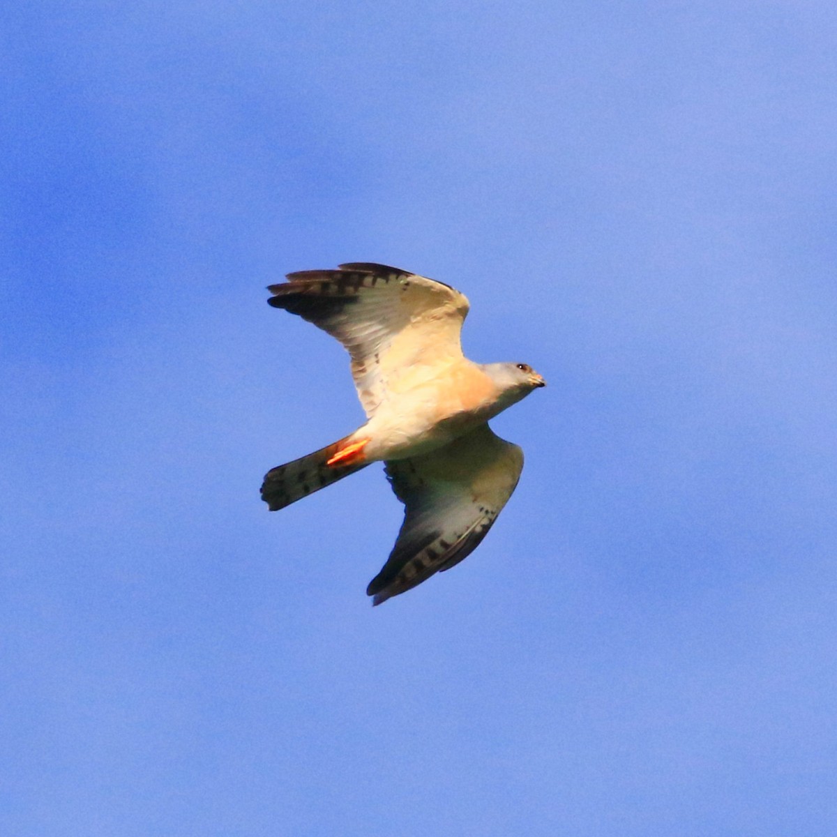 Chinese Sparrowhawk - poshien chien