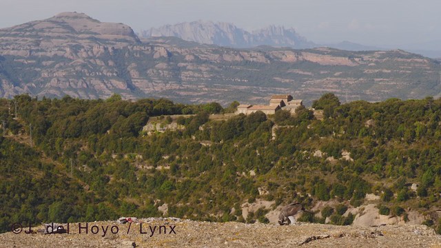 נץ גדול - ML377643531