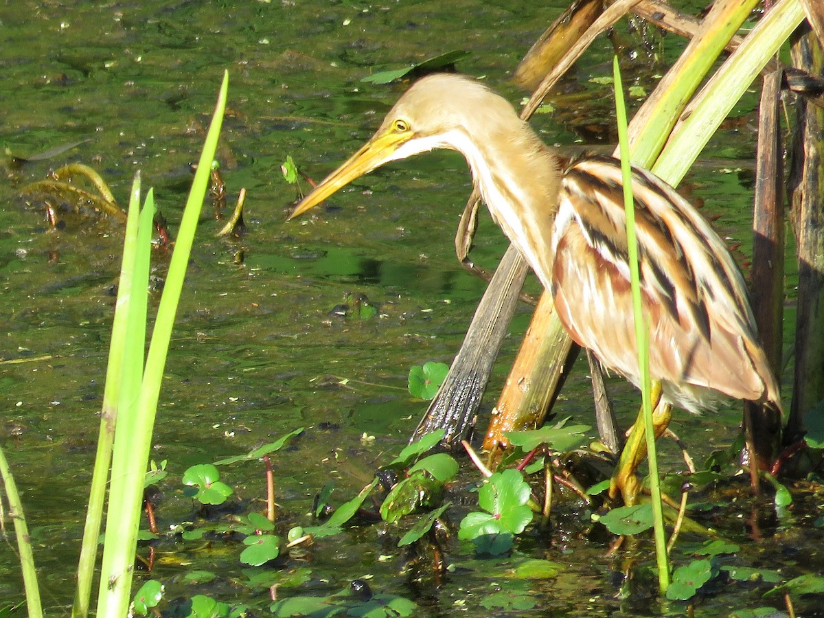 Stripe-backed Bittern - ML377645661