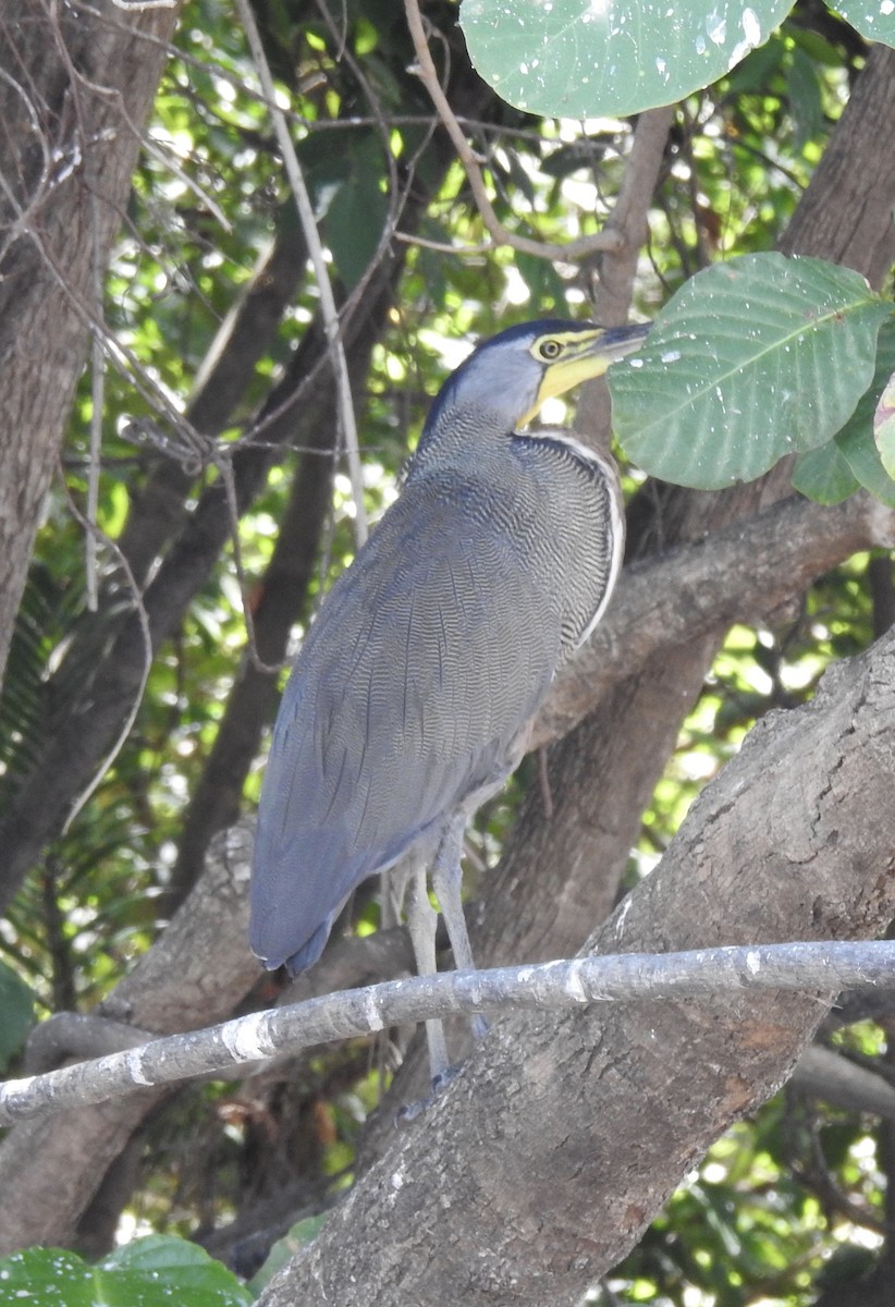 Bare-throated Tiger-Heron - ML377646081