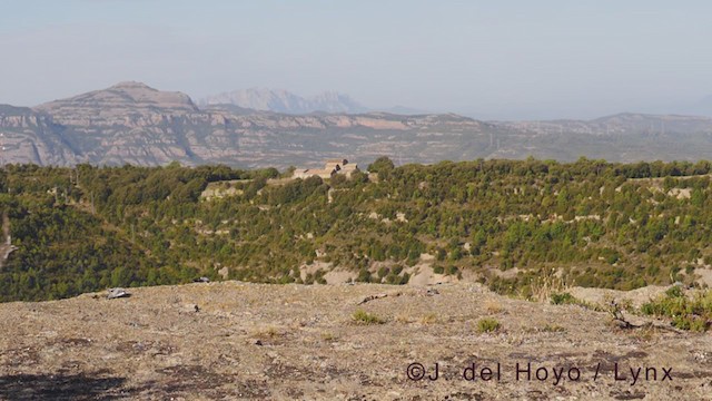 נץ גדול - ML377646221