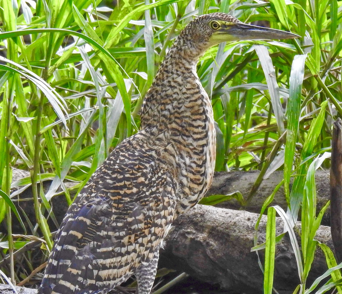 Bare-throated Tiger-Heron - ML377646671