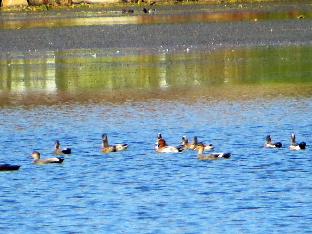 Eurasian Wigeon - Alan Boyd