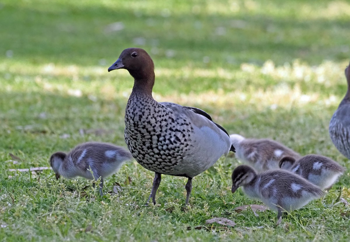 Pato de Crin - ML377648531