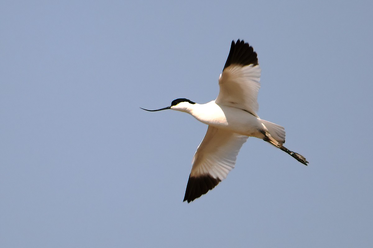 Pied Avocet - ML377648661