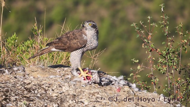 Eurasian Goshawk - ML377649101