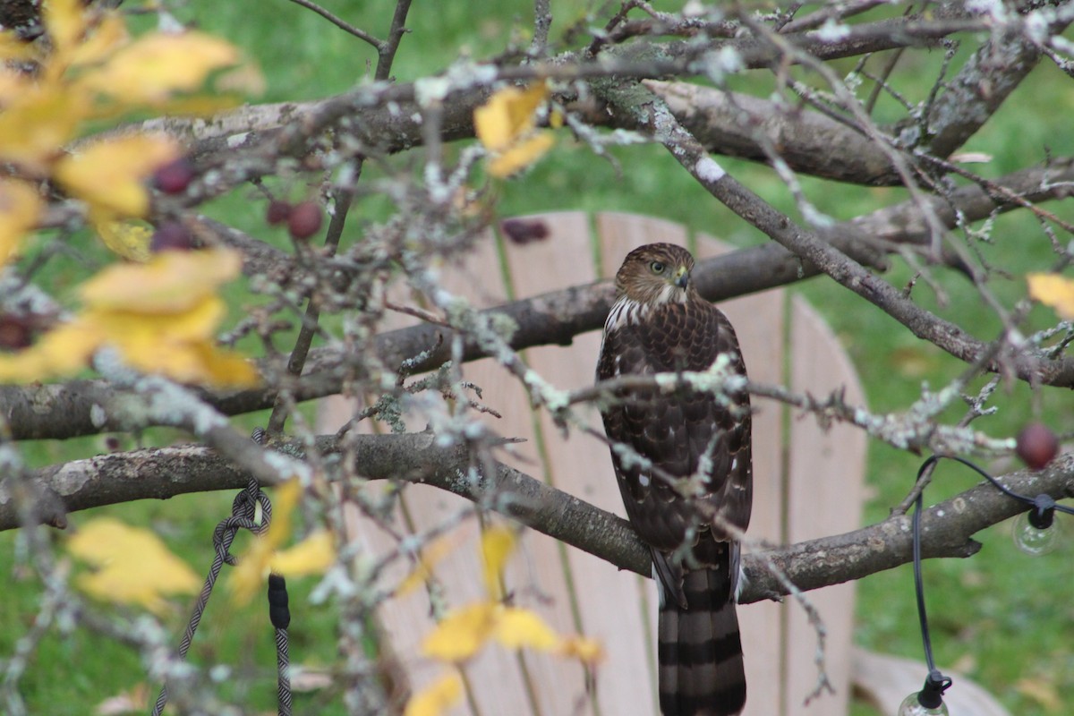 Cooper's Hawk - ML377649181