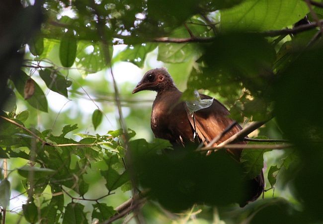 Sula Megapode - ML377651971