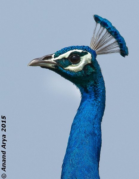 Indian Peafowl - ML377652571