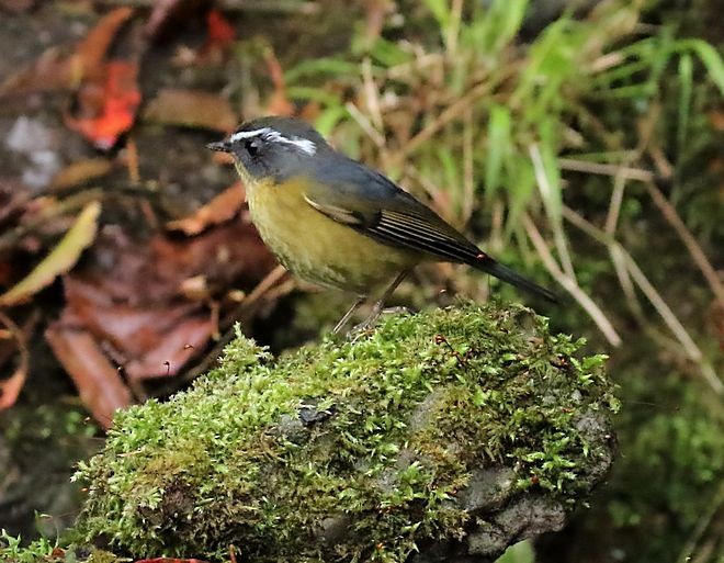 White-browed Bush-Robin - ML377653161