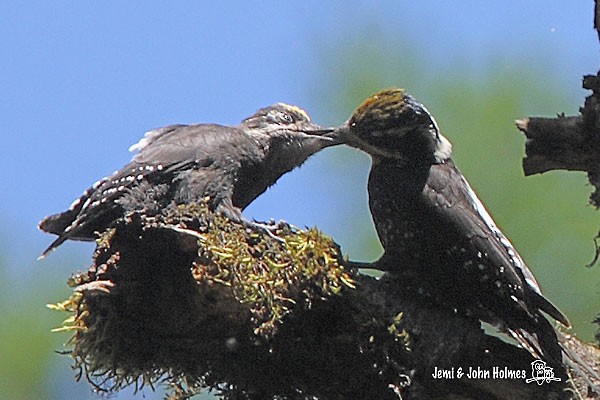 Eurasian Three-toed Woodpecker (Dark-bodied) - ML377654121