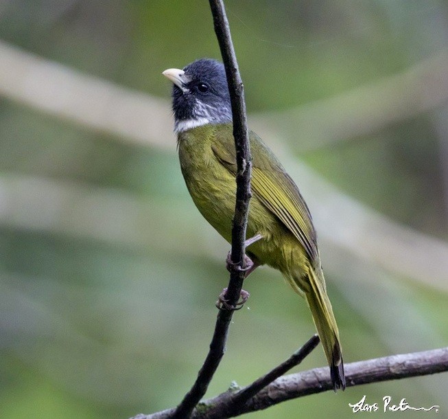 Collared Finchbill - ML377654211