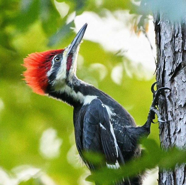 Pileated Woodpecker - ML377654501