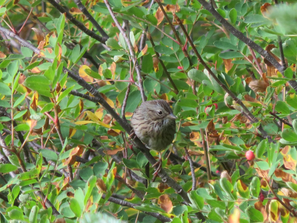 gråbrynspurv - ML37765451