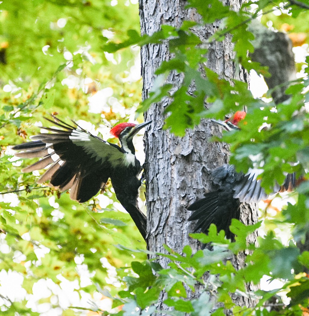 Pileated Woodpecker - ML377654621